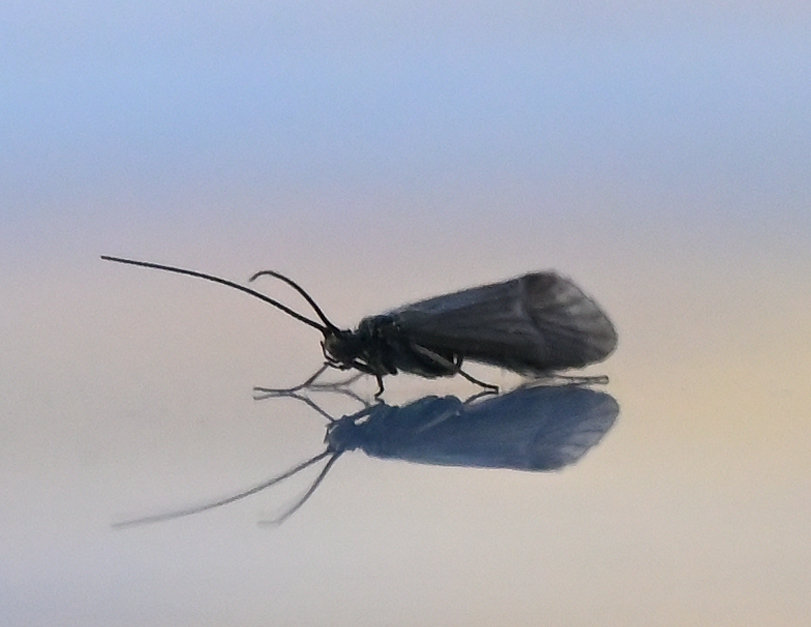 This little black caddisfly took a bit of a rest on the roof of my car. These are small insects, about a half-inch long. They differ from stoneflies, which keep its wings horizontally folded against its body.